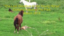 El Último Adios al Potro. The Last Goodbye to the Young Horse.