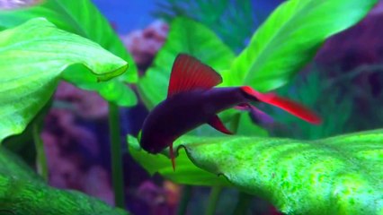 Tiburón de agua dulce (tiburón arcoiris)