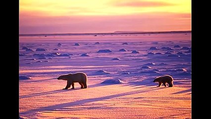 Walruses Flee Melting Sea Ice For Shore