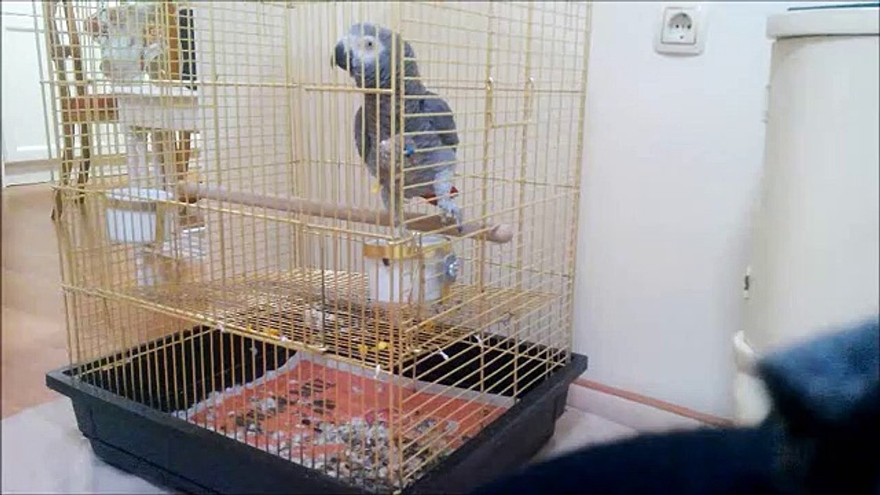 Gri papağan jako en iyi konuşması