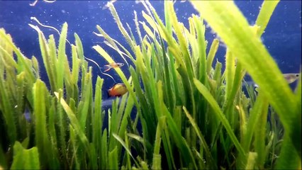 My 750 Gallon Pond of Fish