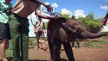 Elephants- undercover with The Thin Green Line Foundation