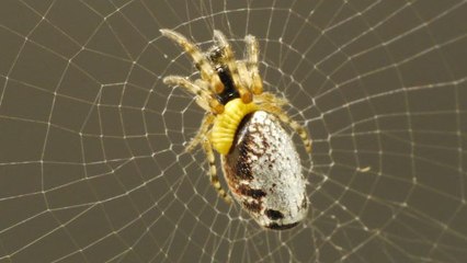 This Wasp Mind-Controls Spiders While Eating Them Alive