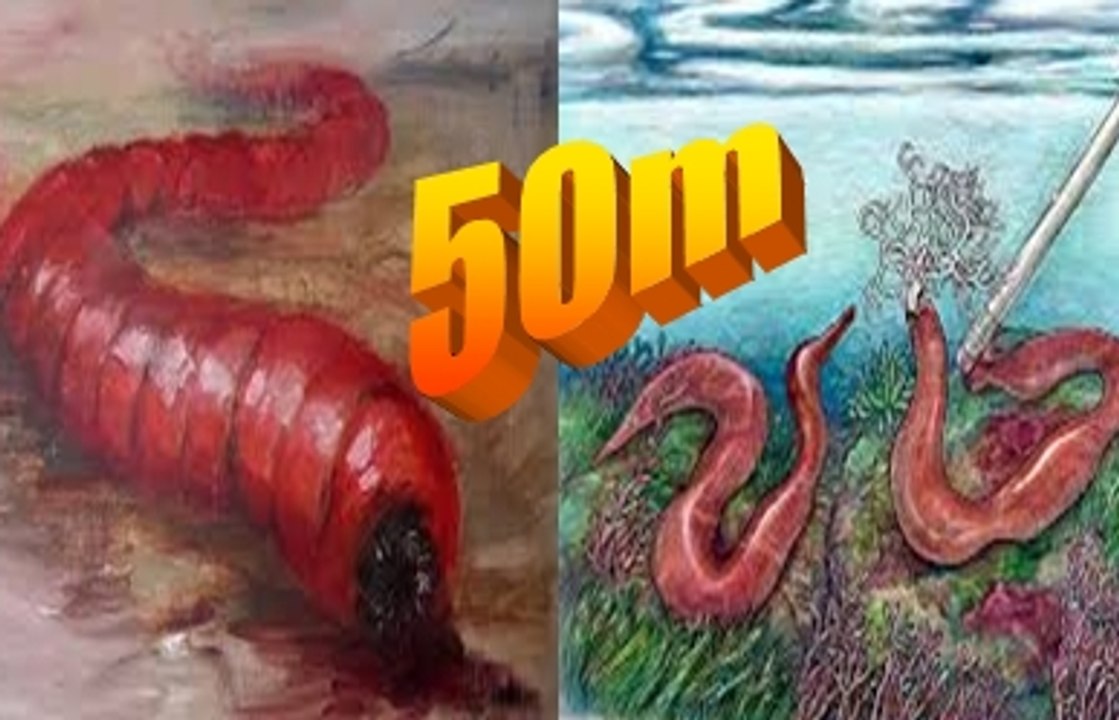 Encuentran Gusano Gigante de 4 metros, Saber, Conocer, Misterios y Enigmas, Español, Latino