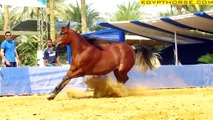مزاد خيول عربية اصيله - مزرعة رباب - صقارة