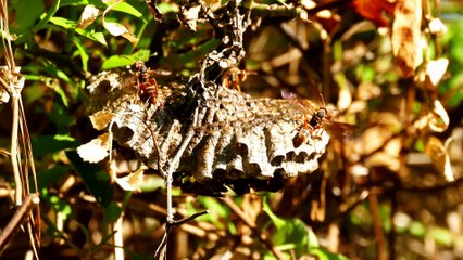 Wasp Engineering: Building & Maintaining Nests 🐝