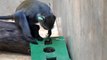 Primate enrichment- Sykes monkey and Foraging box .MP4