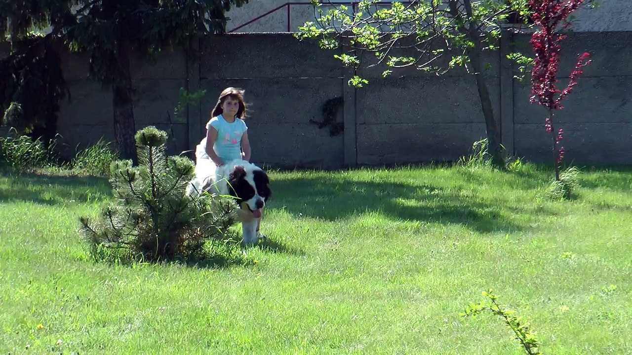 dog riding