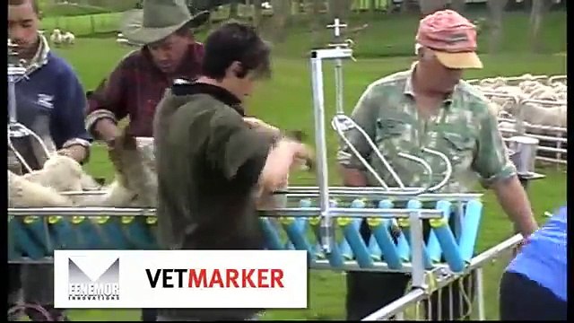 Lamb Docking Contractor Farmer Lamb marking, lamb docking and lamb tailing