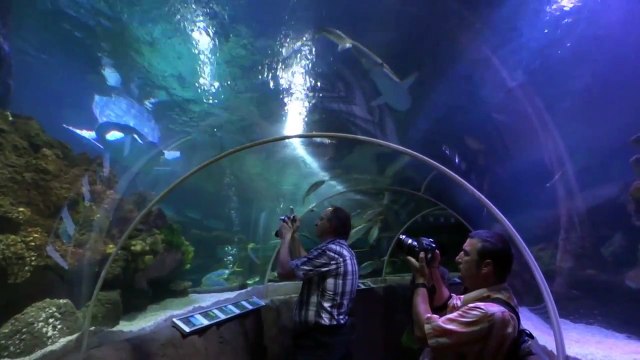 Sea Life Timmendorfer Strand im Juni 2011