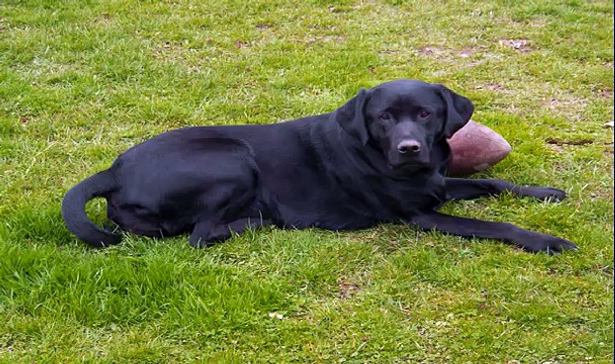 A Black Labrador Retriever giving birth