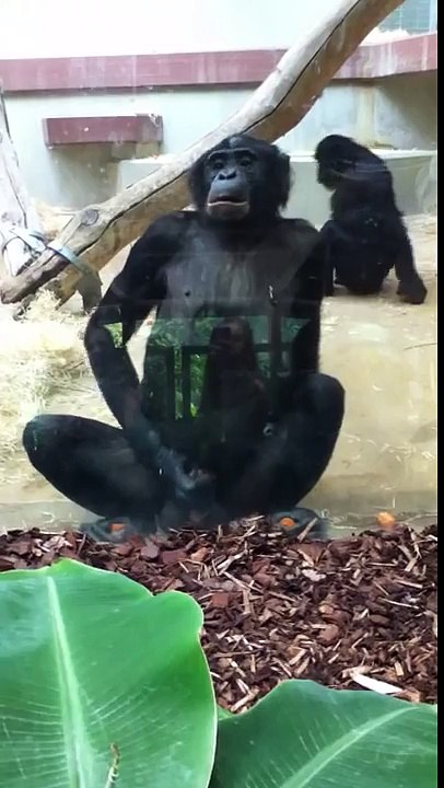 Wuppertaler Zoo : Affe holt sich einen runter O.o