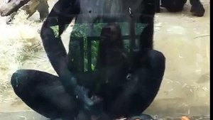 Wuppertaler Zoo : Affe holt sich einen runter O.o