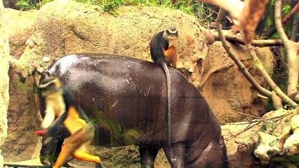 Monkey Riding Hippo at the San Diego Zoo