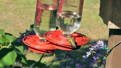 Anna's, Rufous & Calliope Hummingbirds at the Feeder