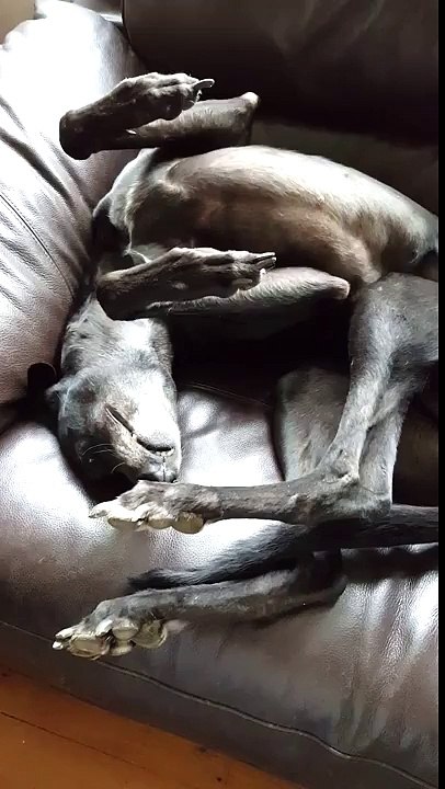 Roaching Queen Bella