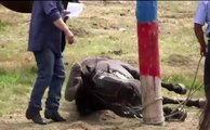 Terribles imágenes reflejan brutal golpiza a caballo en tradicional jineteadas - CHV NOTICIAS