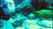 Virtual Dive: Moray Eeel l www.AquaSportsInc.com l Scuba Diving l Florida l Fort Lauderdale l Ft Lauderdale l Pompano l Miami l Key Largo l Keys l Bahamas