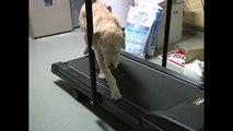 Dog cheating on treadmill