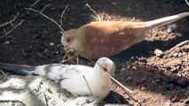 Female Diamond Doves Sandbathing/Sunbathing