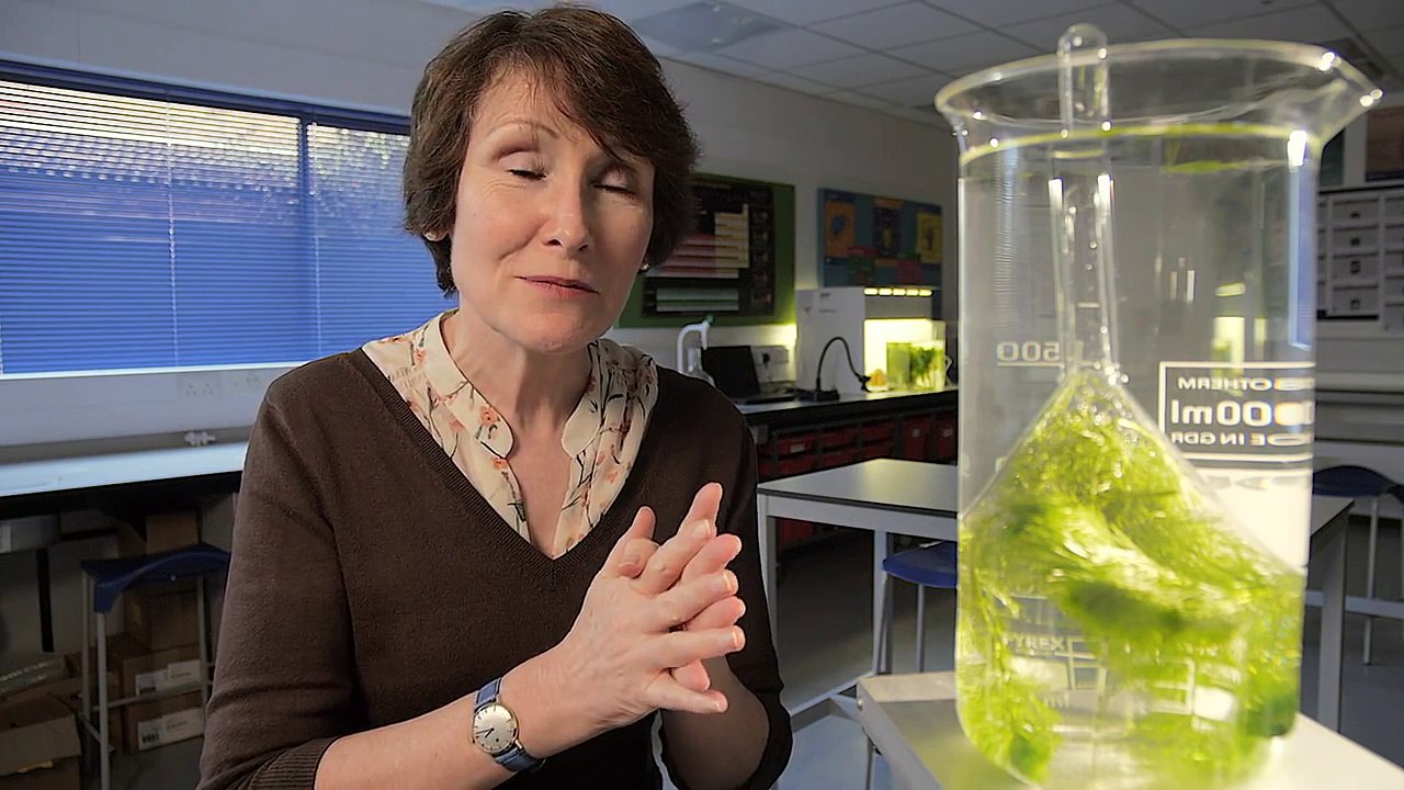 Video demo - Photosynthesis and respiration with Cabomba pondweed