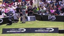 Jack Russell Hurdle Racing - 2014 Purina® Pro Plan® Incredible Dog Challenge Eastern Regionals