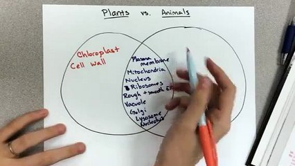 Plant cell vs Animal cell