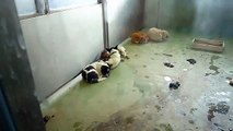 動物愛護センター収容犬３　殺処分される命