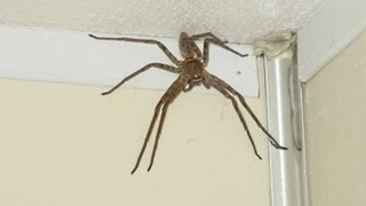 Giant Spider! World's Biggest Spider Giant Huntsman Spider video