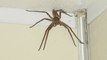 Giant Spider! World's Biggest Spider Giant Huntsman Spider