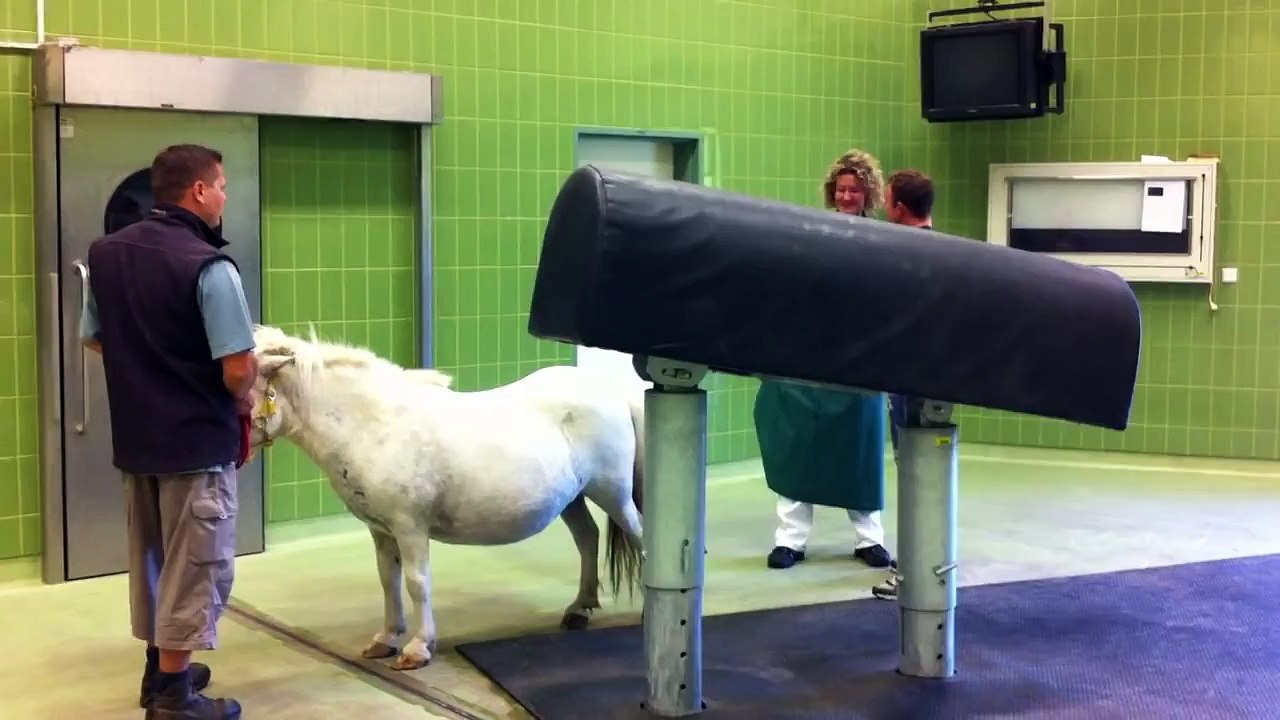 Der Batka und der Hengst