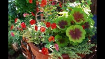 Container Gardening Ideas | Creative Container Gardening Ideas