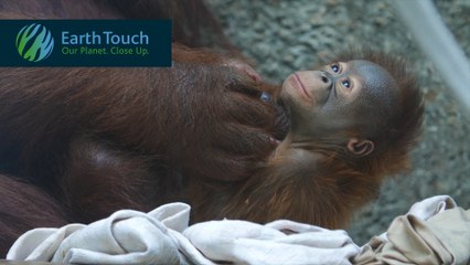 Adorable baby orangutan born at Toledo Zoo