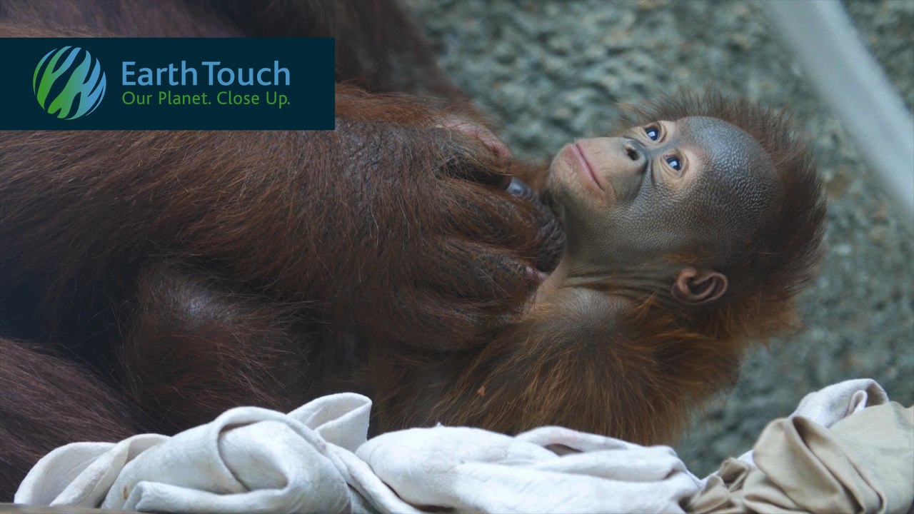 Adorable baby orangutan born at Toledo Zoo