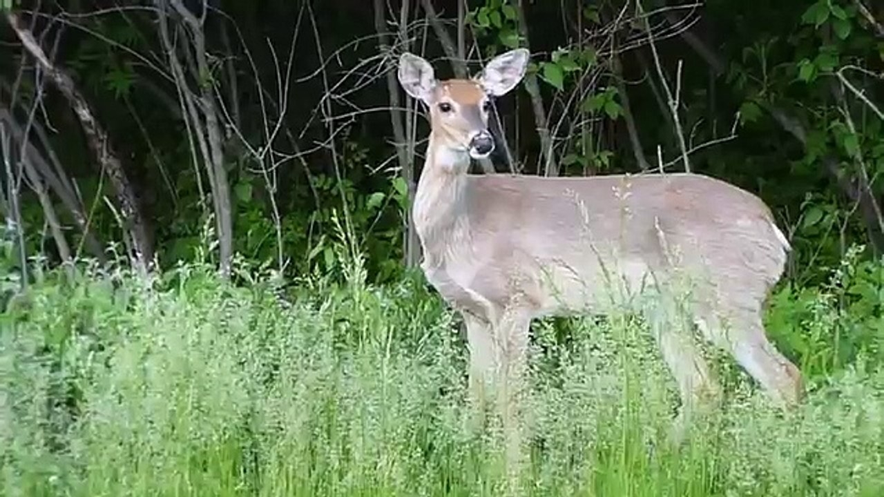 Deer eating grass