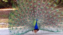 Peacocks @Magnolia Park, Apopka Florida_100.MOV