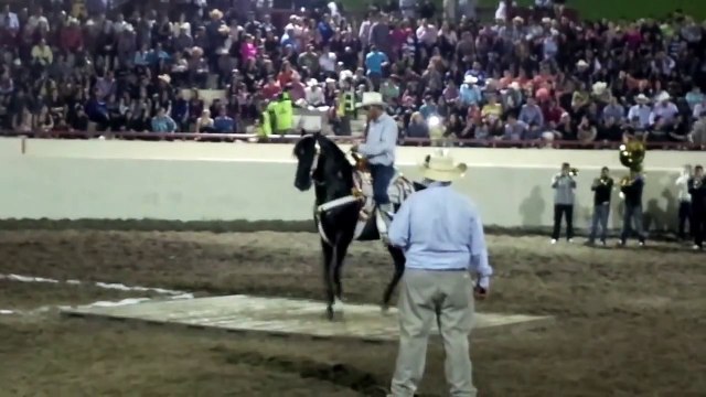 Feria Ganadera Culiacan 2013 Caballos bailadores PRIMER LUGAR Caballo el Kaliman