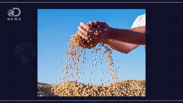 Soy, Almond or Coconut- Which Non-Dairy Milk Is Best-