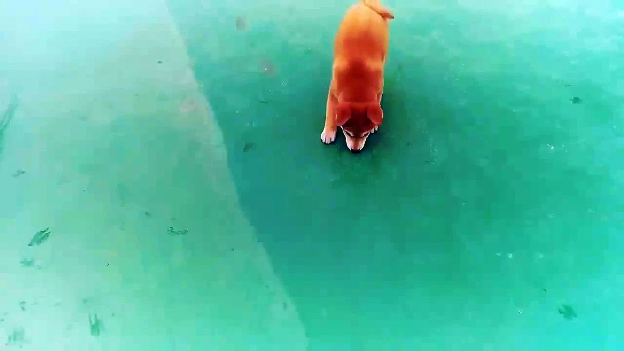 뛰어노는 훈짱 running shiba inu