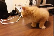 Kitty Cat Meows - Little Orange Kitten