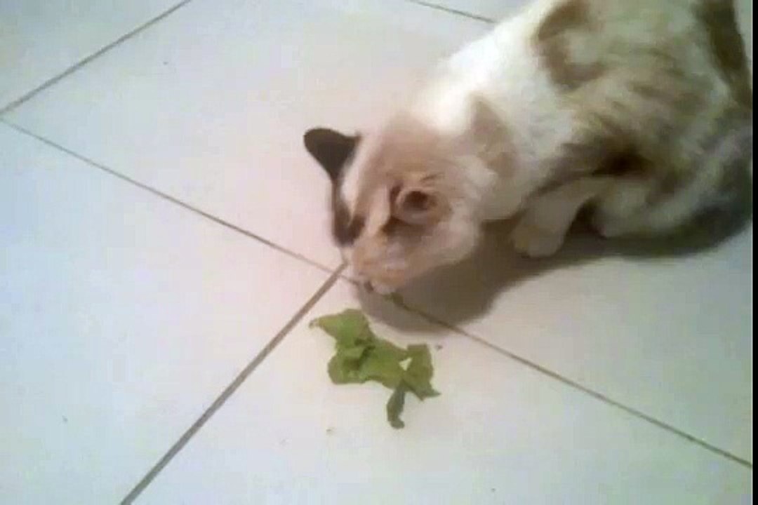 Une chatte végétarienne