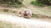 Baby Japanese Macaque's Little Adventure | Monkey Park Iwatayama, Kyoto, Japan
