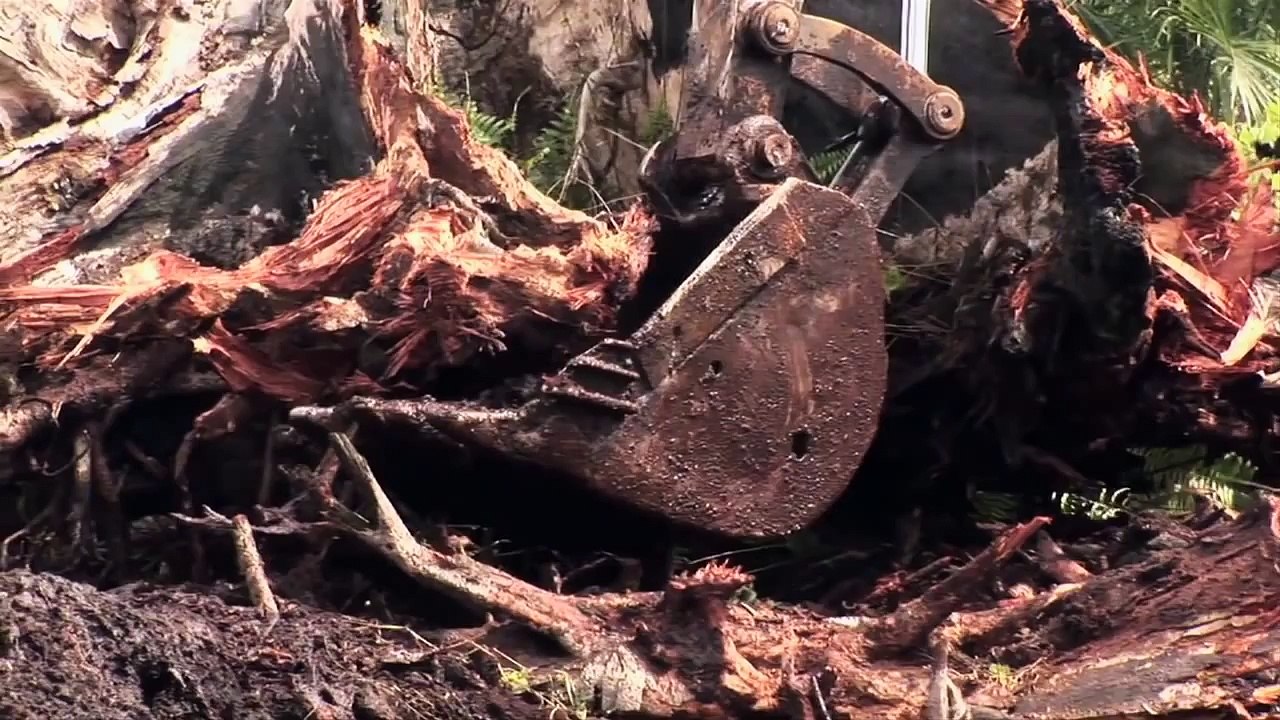 Head and Shoulders: Wipes Out Dandruff and Rainforests