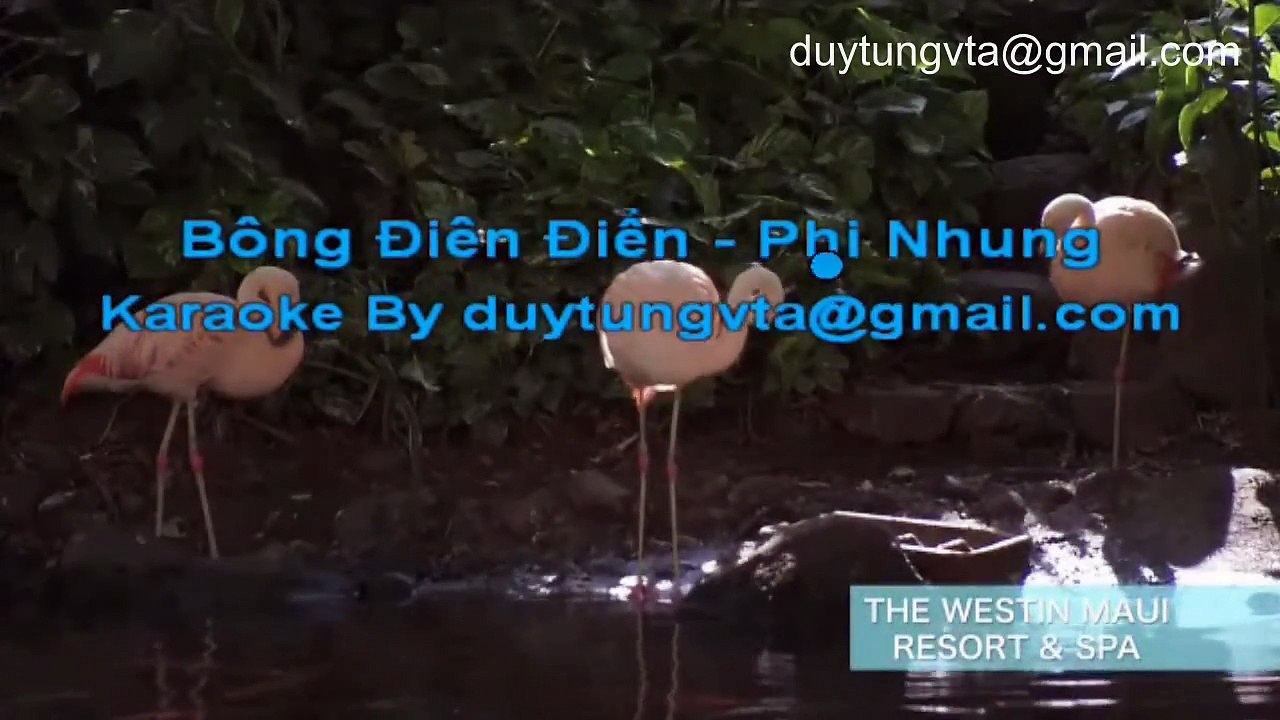Bông Điên Điển - Phi Nhung Karaoke Full Beat Chuẩn