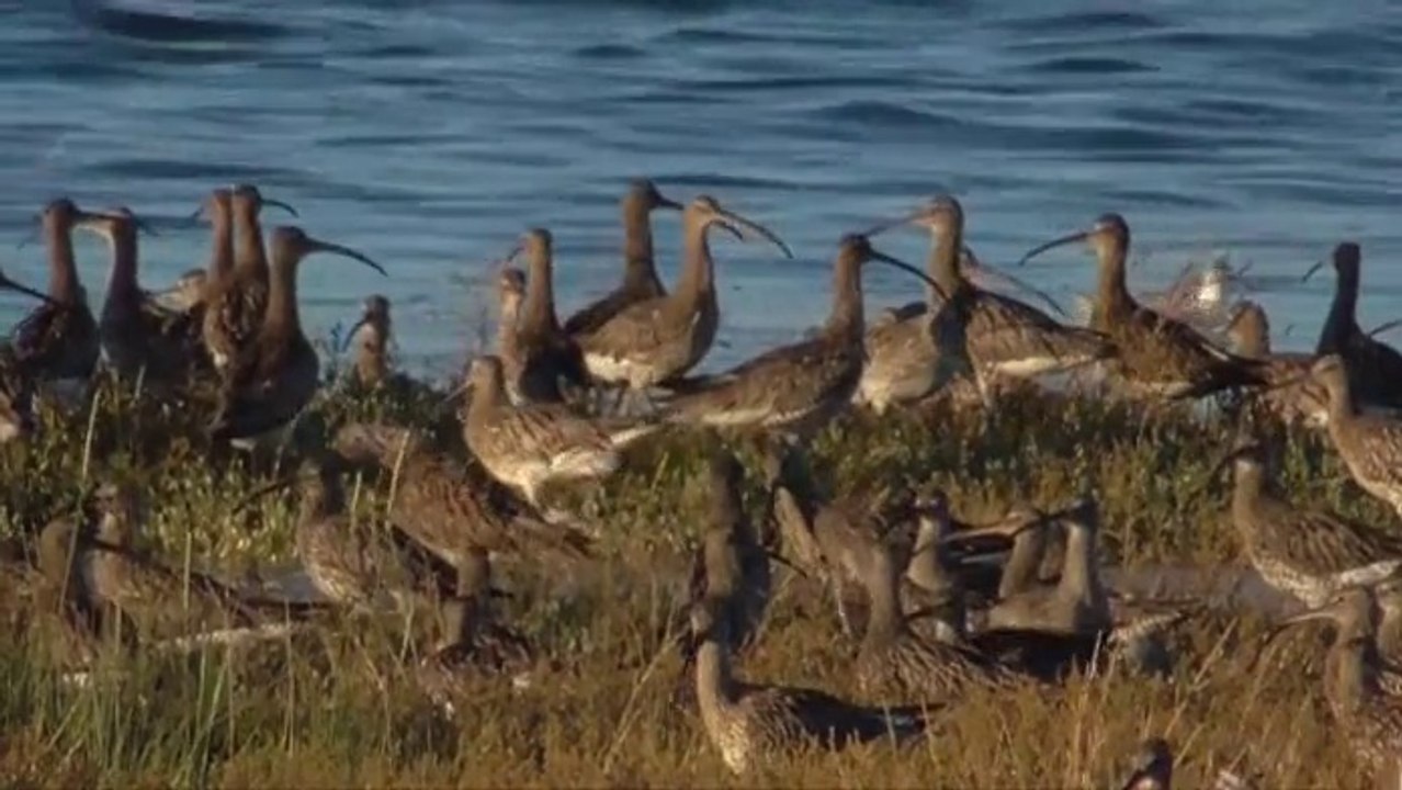 Grande marée août 2015