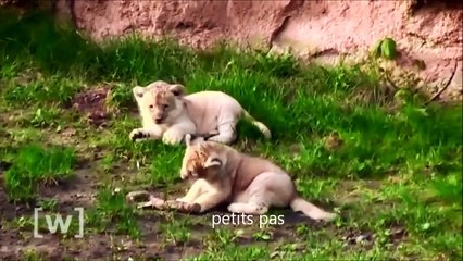 Les Lions d'Algérie sauvés par les Allemands. الأسود الجزائر أنقذت من قبل الألمان