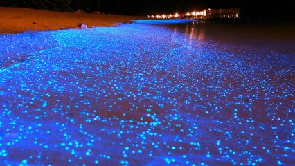 Maldives Beach Looks Like Starry Night Sky HD 2014