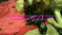 Labrador Puppies! Lexi gives birth