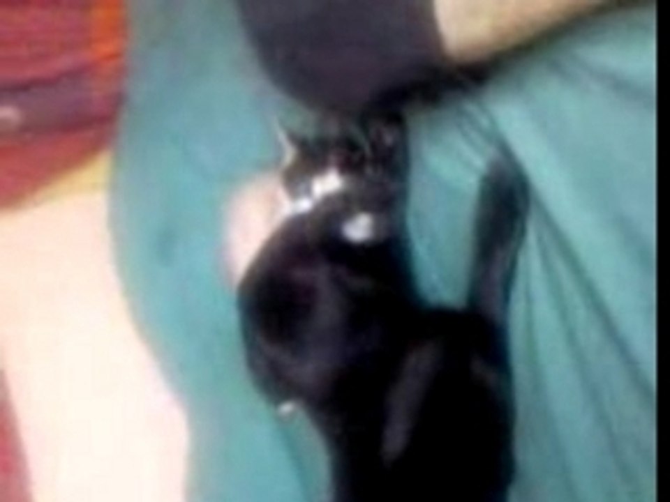 Titoune et Mo'chat