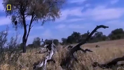 Animals Documentary - ¡¡Africa Animals eXtreme!! - WILD National Geographic